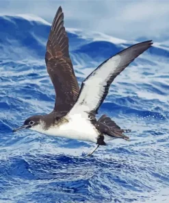 Bird Flying Over Ocean Diamond Painting