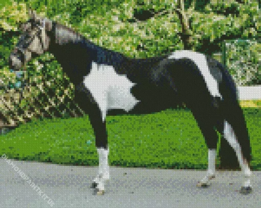 Black And White Pinto Horse Diamond Painting