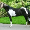 Black And White Pinto Horse Diamond Painting