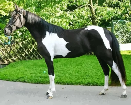 Black And White Pinto Horse Diamond Painting