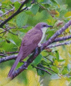 Black Billed Cuckoo Diamond Painting