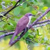 Black Billed Cuckoo Diamond Painting