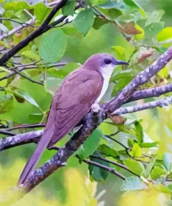 Black Billed Cuckoo Diamond Painting