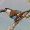 Black Billed Mountain Toucan Diamond Painting