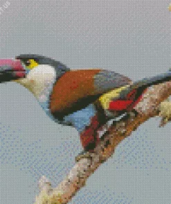 Black Billed Mountain Toucan Diamond Painting