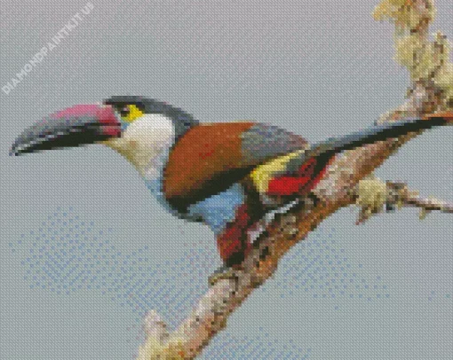 Black Billed Mountain Toucan Diamond Painting