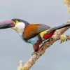 Black Billed Mountain Toucan Diamond Painting