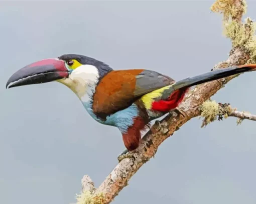 Black Billed Mountain Toucan Diamond Painting