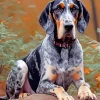 Bluetick Coonhound Diamond Painting