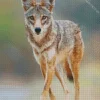 Coyote Face Diamond Painting