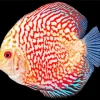 Discus Fish Diamond Painting