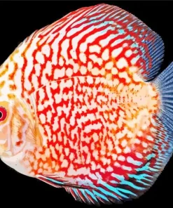 Discus Fish Diamond Painting