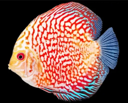 Discus Fish Diamond Painting