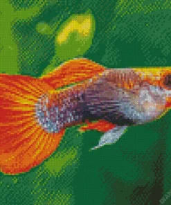 Guppy Fish Diamond Painting