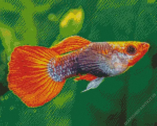 Guppy Fish Diamond Painting