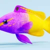 Half Yellow Half Purple Fish Diamond Painting