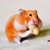 Hamster Eating Diamond Painting