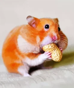 Hamster Eating Diamond Painting