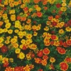 Harlequin Marigold Diamond Painting