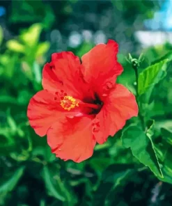 Hawaiian Flower Diamond Painting