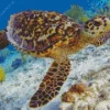 Hawksbill Sea Turtle Diamond Painting