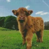 Highland Baby Cow Diamond Painting