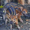 Hog Baby Animal Diamond Painting