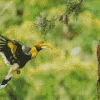 Hornbill Bird Diamond Painting