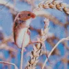 Eurasian Harvest Mouse Diamond Painting