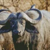 African Buffalo Diamond Painting