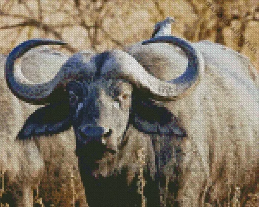 African Buffalo Diamond Painting