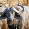 African Buffalo Diamond Painting