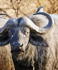 African Buffalo Diamond Painting