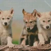 Baby Wolves Diamond Painting