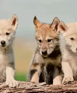 Baby Wolves Diamond Painting