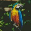 Blue And Gold Macaw Diamond Painting