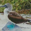 Blue Footed Booby Diamond Painting