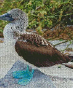 Blue Footed Booby Diamond Painting