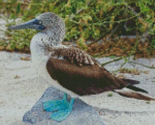 Blue Footed Booby Diamond Painting