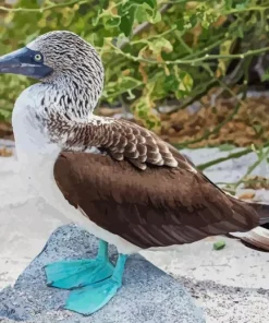 Blue Footed Booby Diamond Painting