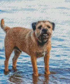 Border Terrier Dog Diamond Painting