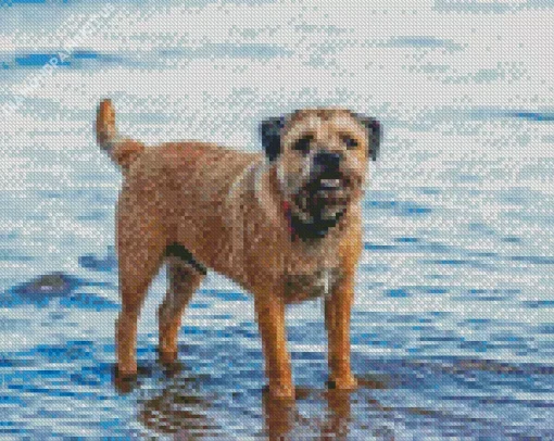 Border Terrier Dog Diamond Painting