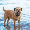 Border Terrier Dog Diamond Painting