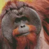 Bornean Orangutan Diamond Painting