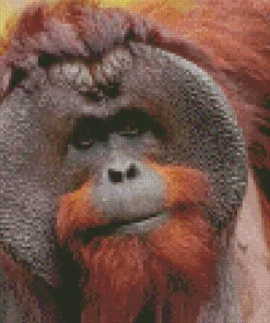 Bornean Orangutan Diamond Painting