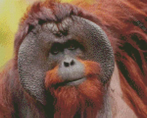 Bornean Orangutan Diamond Painting