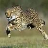 Cheetah Running Diamond Painting