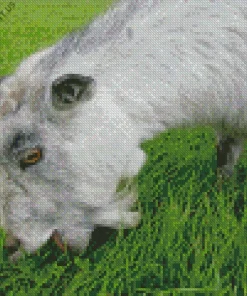 Goat Eating Grass Diamond Painting