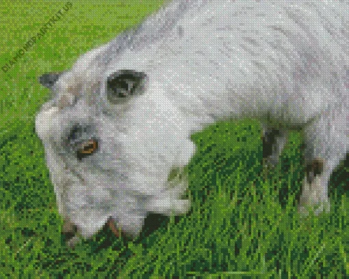 Goat Eating Grass Diamond Painting