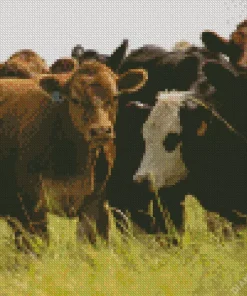 Herd Of Cows Diamond Painting